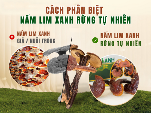 Cẩn thận kẻo mua nhầm! Cách phân biệt nấm Lim Xanh rừng tự nhiên bạn cần biết